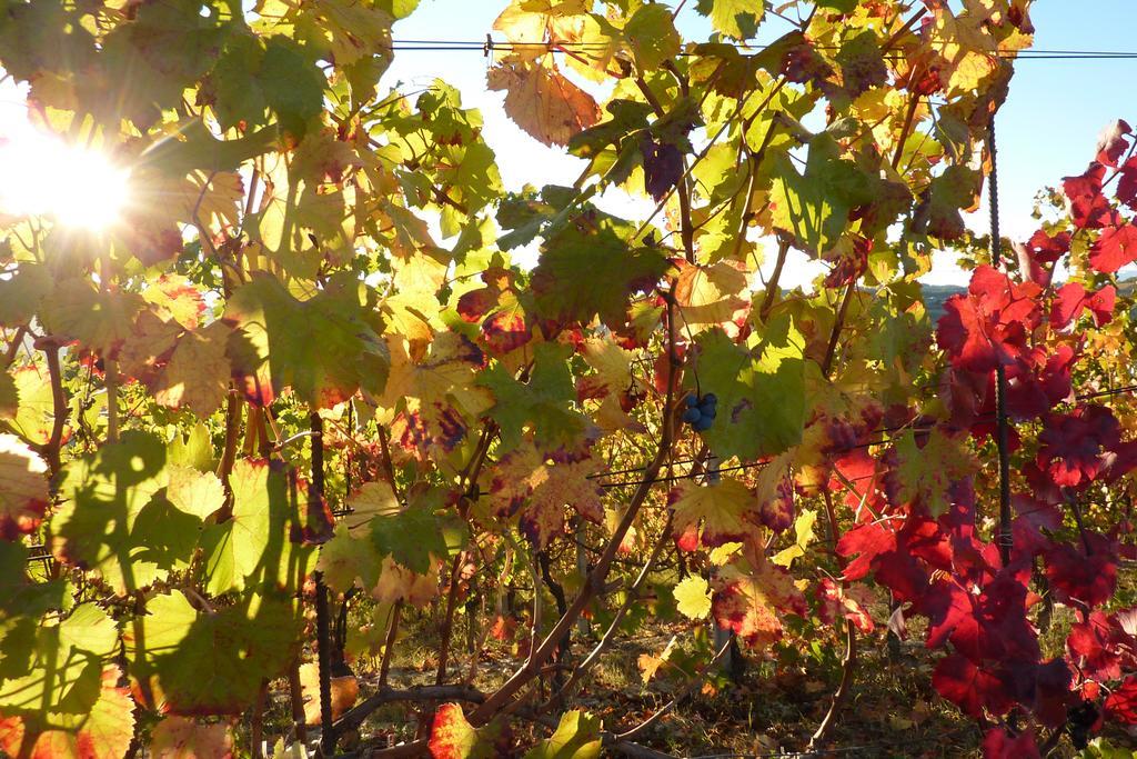 Bricco Rosso Pension Farigliano Buitenkant foto